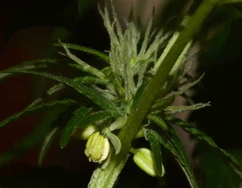 hermie seeds cannabis reviews.